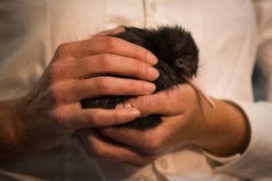 National Kiwi Hatchery reopens at Agrodome