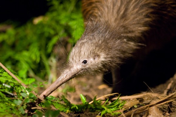 New $10m wildlife centre at Inglewood progressing