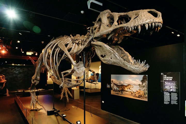 Canterbury Museum pop-up to open on Matariki
