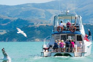 An Operator’s View: Akaroa Dolphins’ Julia Waghorn