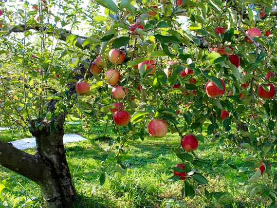 Hawke’s Bay Tourism launches campaign to help apple industry