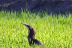 Drivers urged to watch for threatened bird species