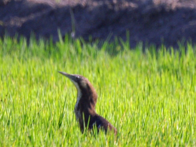 Drivers urged to watch for threatened bird species