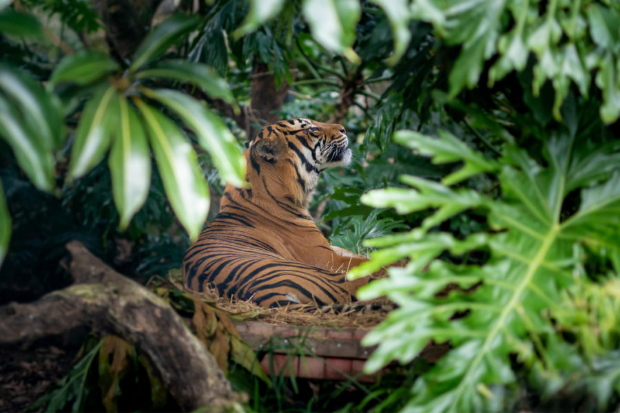 …while Auckland Zoo opens fund for conservation