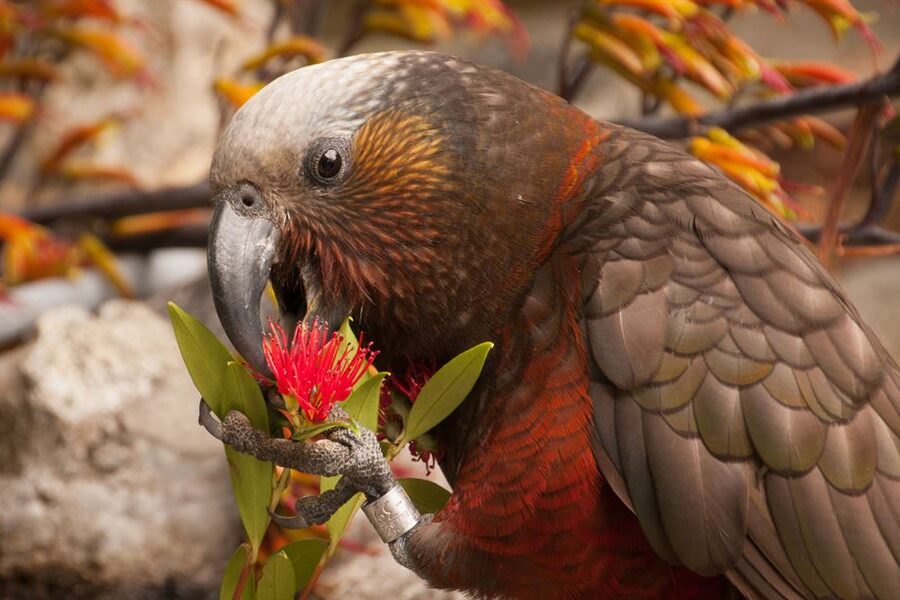 Tours return to Fiordland sanctuary