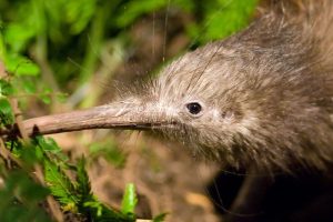 Revamped Wildlife Act to provide stronger biodiversity protection