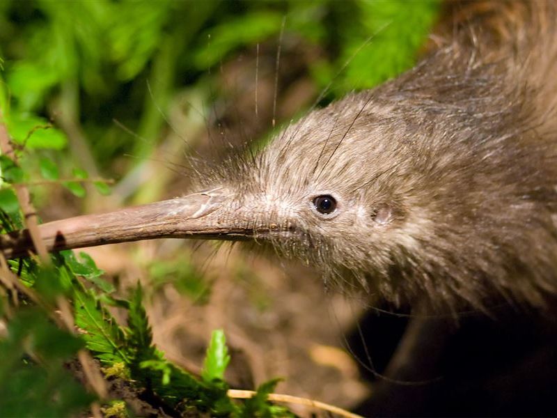Revamped Wildlife Act to provide stronger biodiversity protection