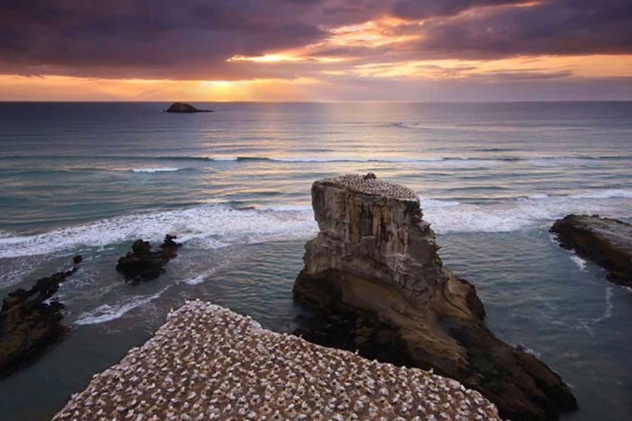 Cape Kidnappers gannet tours to start early