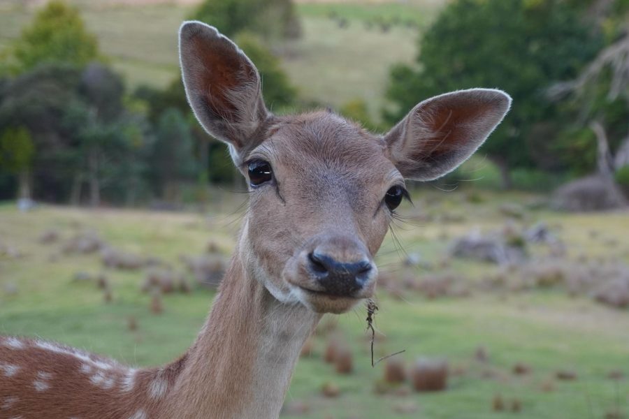 Fiordland hunting efforts eradicate deer from conservation areas
