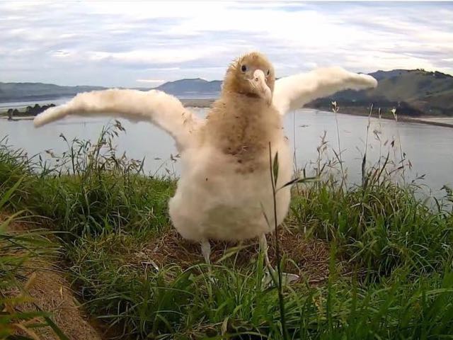 Royal cam albatross ambassador in need a name