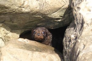 DOC investigating seal abuse video