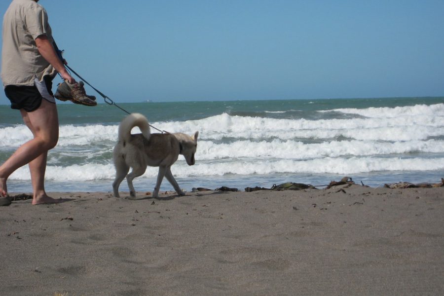 DOC, Kelly Tarlton’s partner to protect marine life, dogs