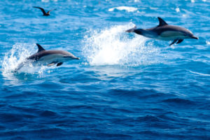 Complaints growing about boaties near dolphins, whales – DOC