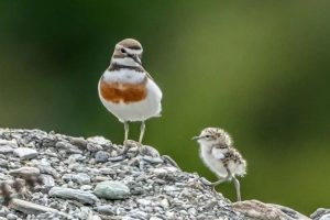 Vehicles disturbing protected birds in BOP