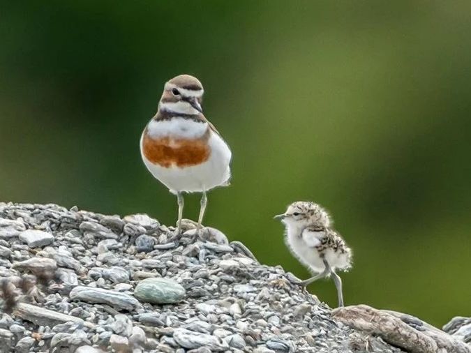 Vehicles disturbing protected birds in BOP