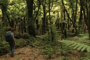 An Operator’s View: Foris Eco-tours’ Tom Lynch