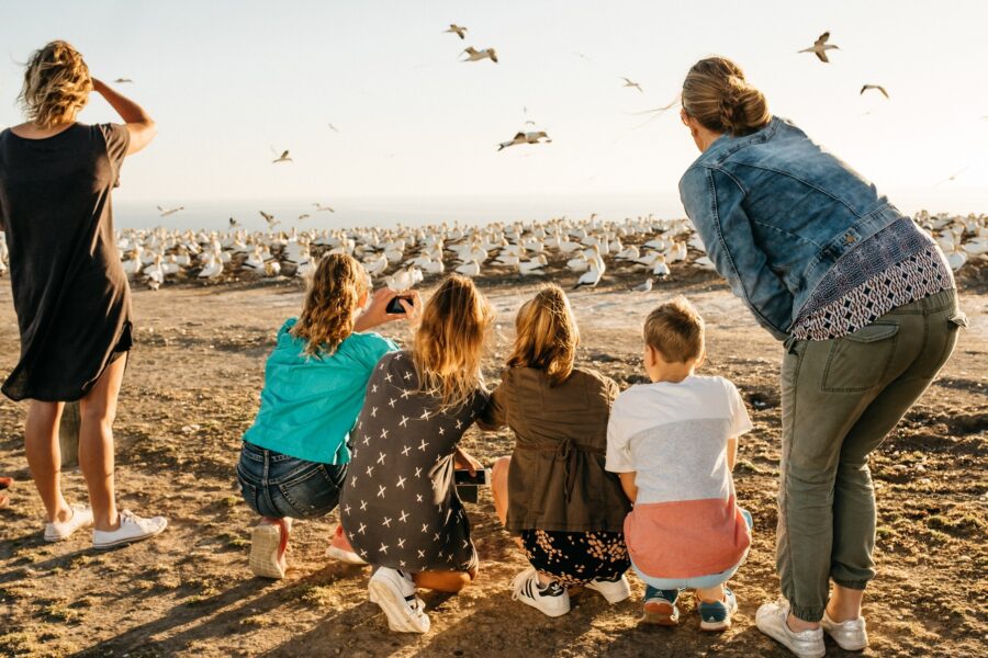 Gannet Safaris offers first Christmas Day tour