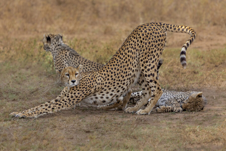 Global initiative encourages responsible wildlife watching