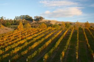 Hawke’s Bay Tourism launches ‘Tastes Like Summer’ campaign