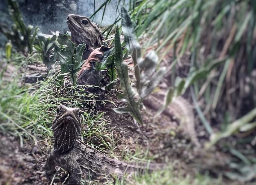 Architects appointed for design of Invercargill tuatara enclosure