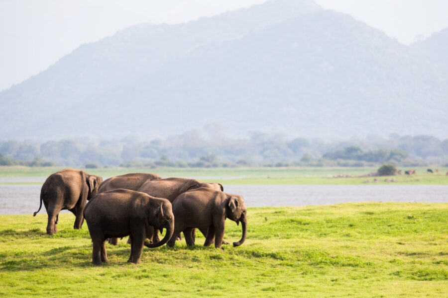Haka Educational Tours highlights animal welfare in tourism
