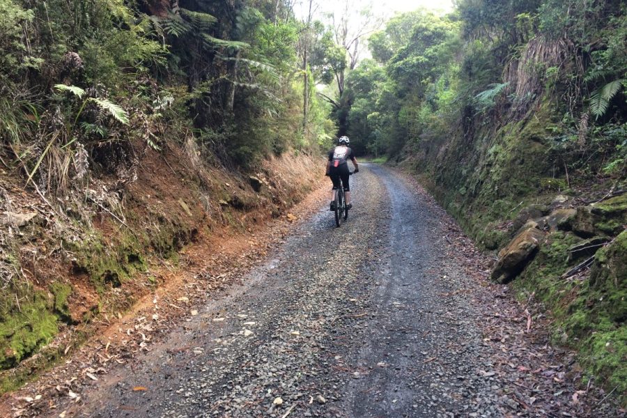 First stage of Kaihu Valley Trail opens