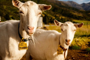 Lunar New Year: How agri can reap the rewards of Chinese tourism
