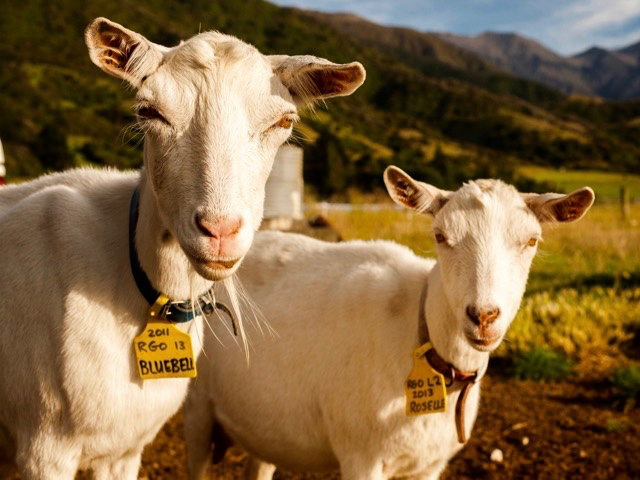 Lunar New Year: How agri can reap the rewards of Chinese tourism