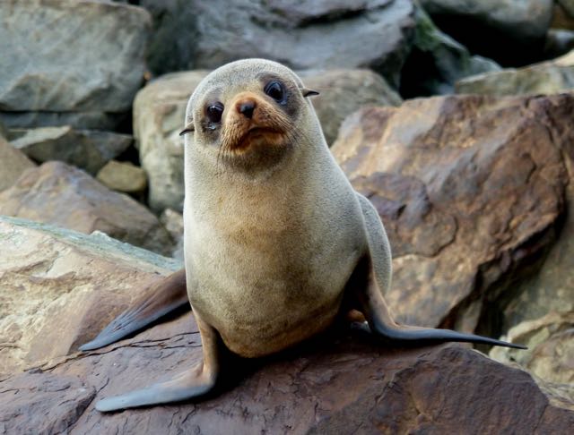 DOC seeks info on sea lion shooting