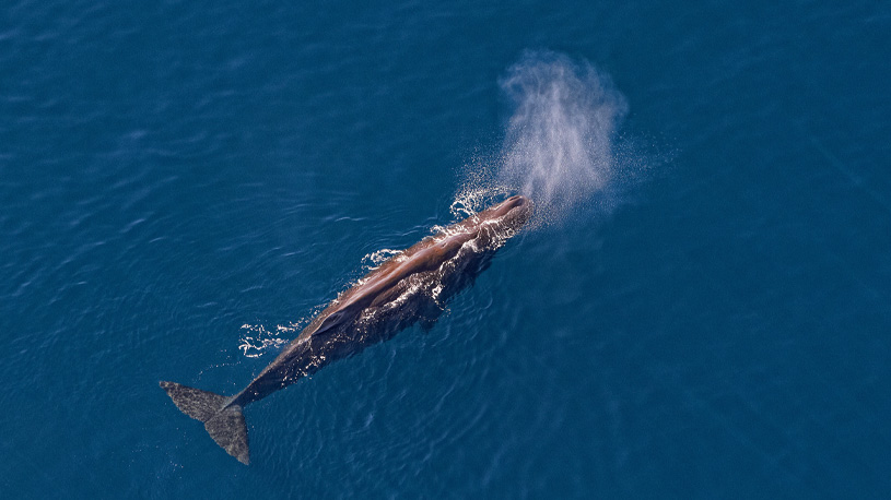 Kaikoura Helicopters partners with Project Jonah to support wildlife
