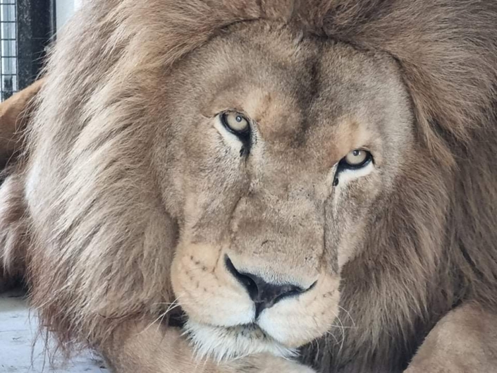 Kamo Wildlife Sanctuary marks Easter grand opening