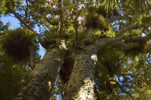 Tiny Away enables guests to track biodiversity