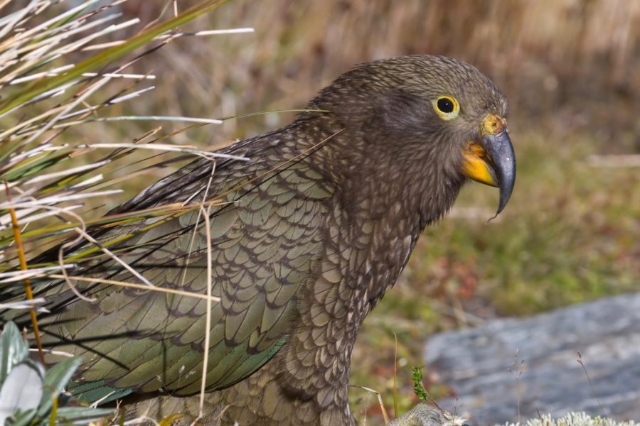 Kea comeback in Nelson Lakes