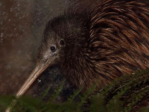 New kiwi facility to boost numbers at Sanctuary Mountain Maungatautari