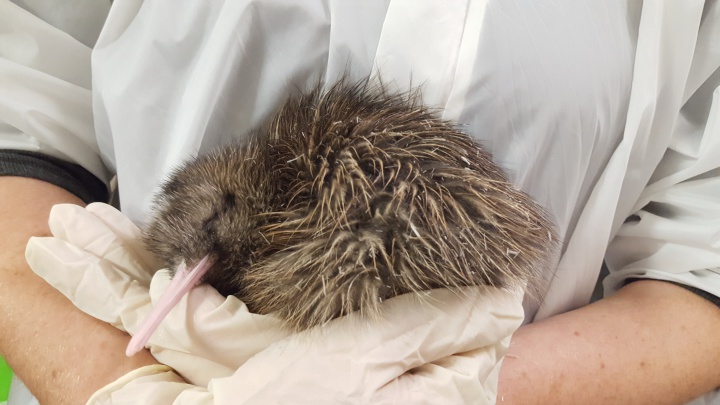 First chick of the season at West Coast Wildlife Centre