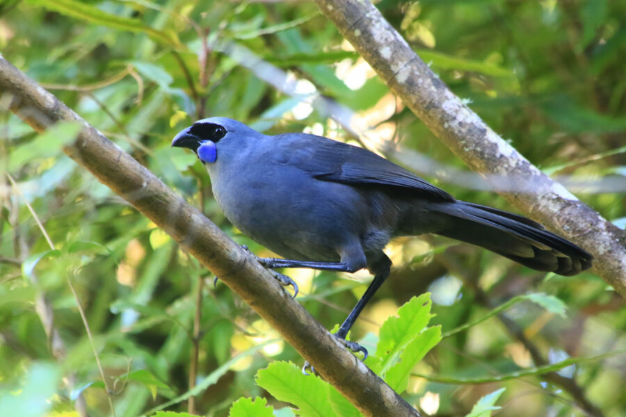 Lockdown “shock” but the birds will be waiting – Pūkaha’s Emily Court