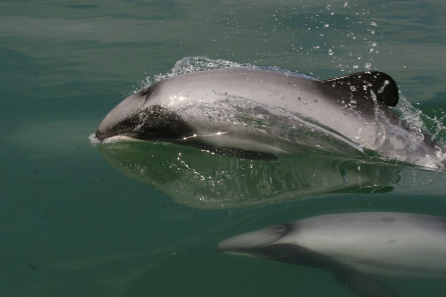 Climate change a threat to marine mammals’ food supply – DOC