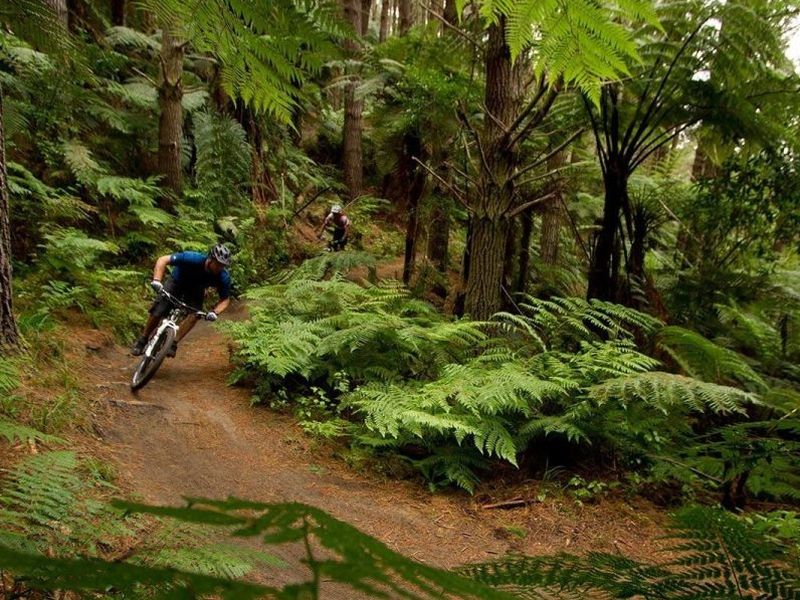 New Rotorua festival aims for 3k runners