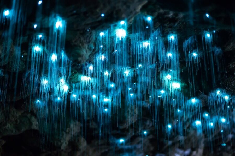 Discover Waitomo wins environmental award