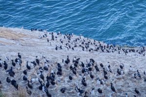 DOC warns of plastic threat after albatross chick dies