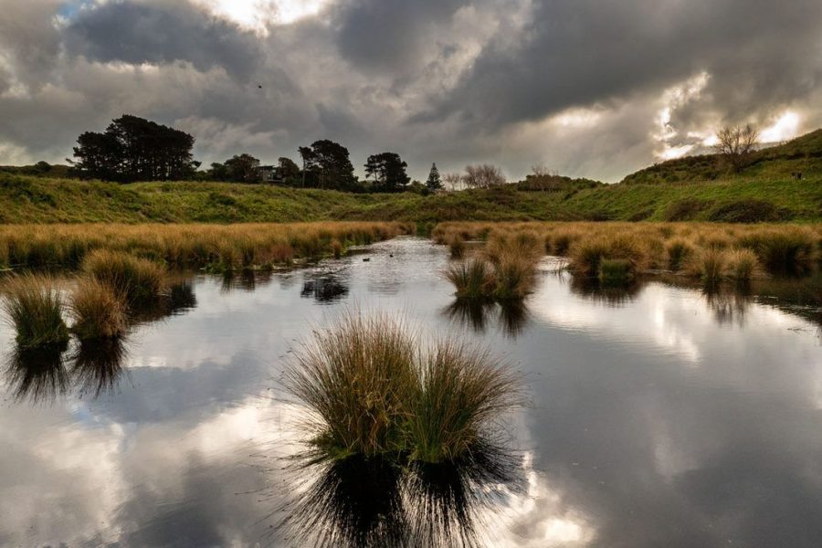 Wellington rallies nature lovers for global challenge