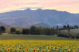 Nadia Lim’s alpine farm to host charity tours
