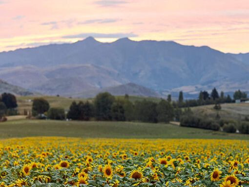 Nadia Lim’s alpine farm to host charity tours