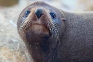 Otago operator seeks permit to run seal watching tours