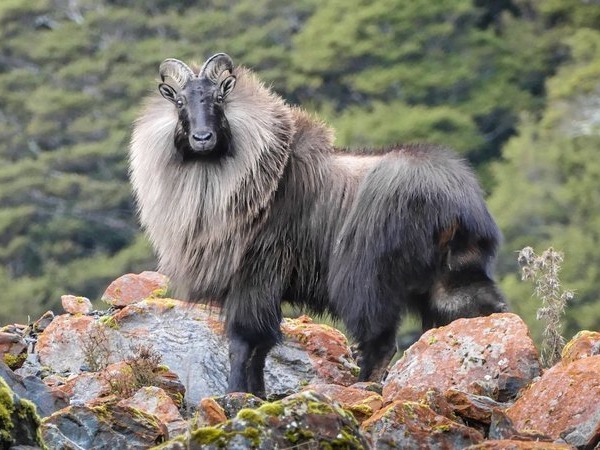 DOC proposes hunter-led tahr control