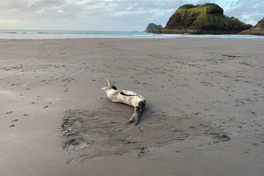 DOC warns visitors following arrival of leopard seal