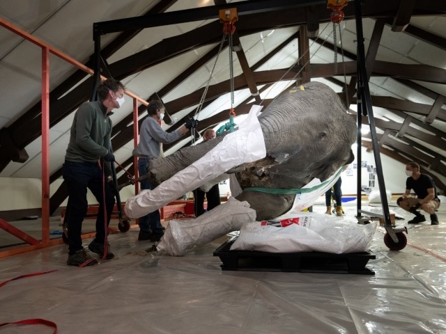 …while large exhibits leave Canterbury Museum