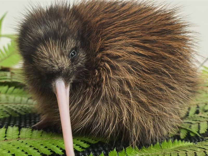 First tokoeka chick of the season hatches at Haast