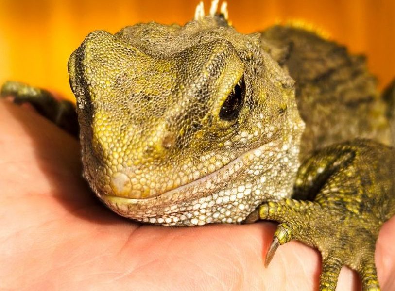 Construction to begin on Invercargill tuatara enclosure