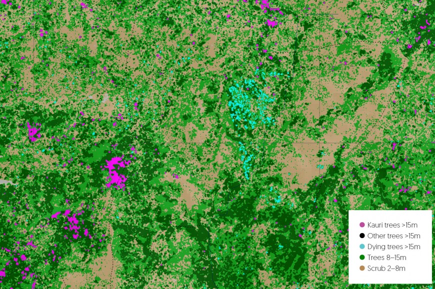 Waitakere kauri tree map shows more dying than expected